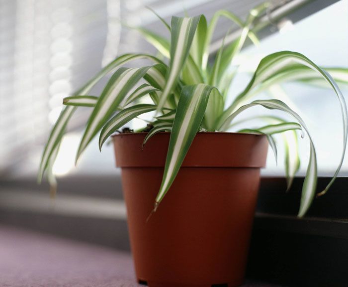 خمس نباتات لتنقية الهواء داخل الغرف، وفقا للعلم 5763-3