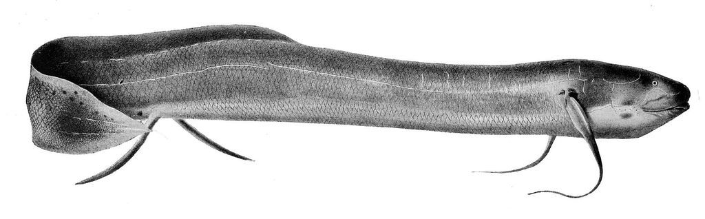 دخلك بتعرف الأسماك الرئوية، التي بإمكانها العيش على اليابسة 21428-5