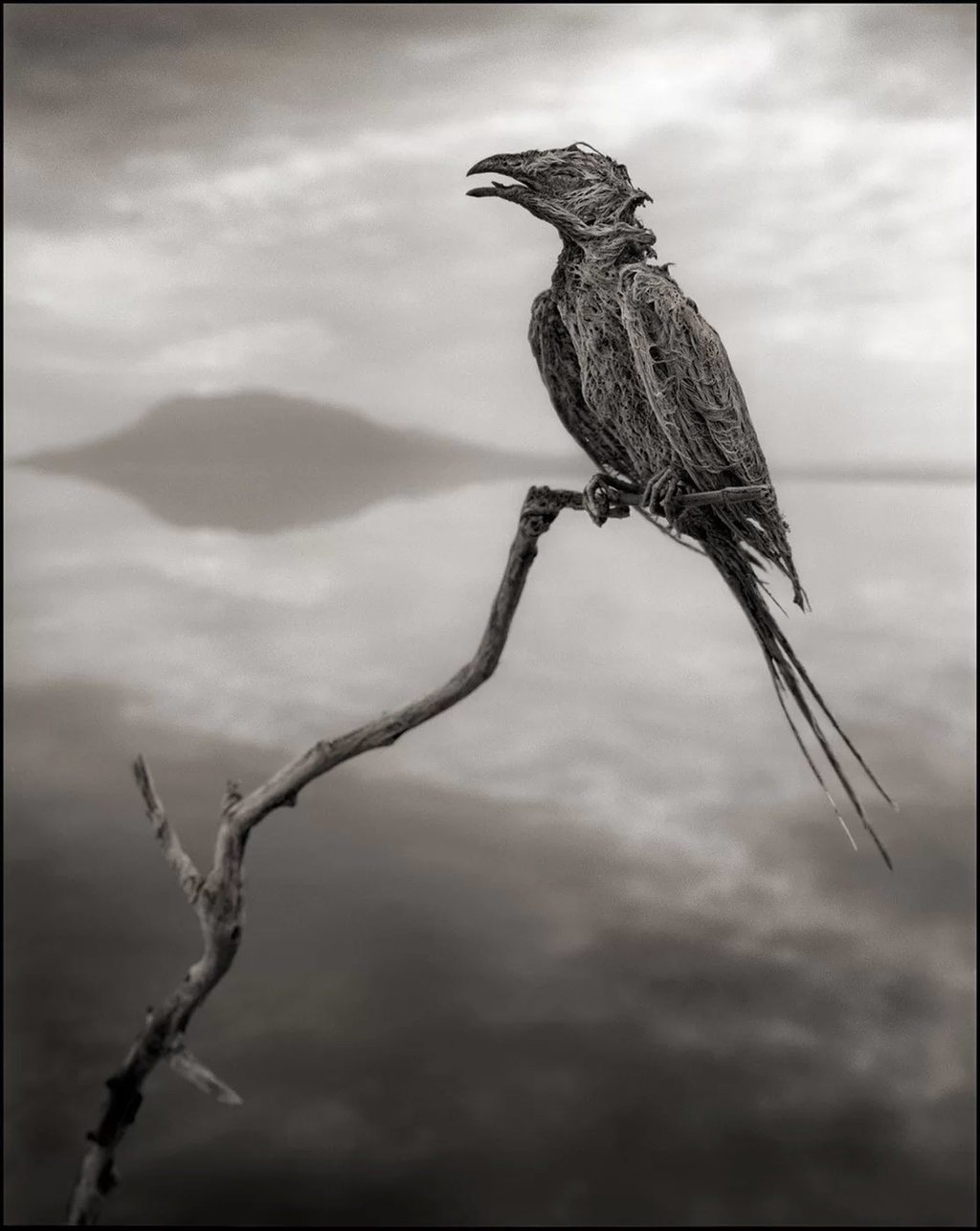 طائر نافق في بحيرة ناترون